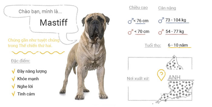 Chó Mastiff