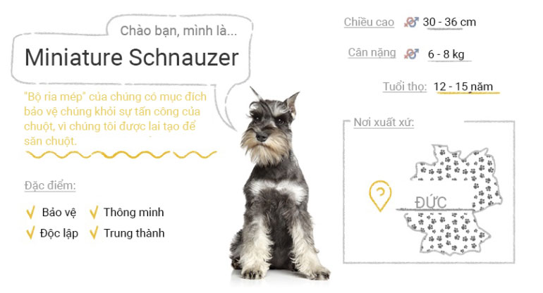 Chó Miniature Schnauzer