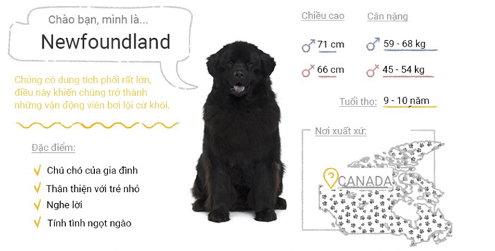 Chó Newfoundland