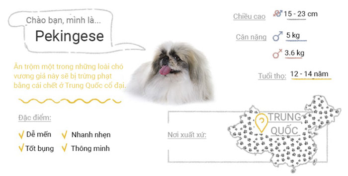 Chó Pekingese