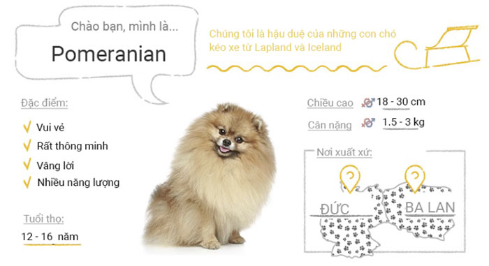 Chó Pomeranian