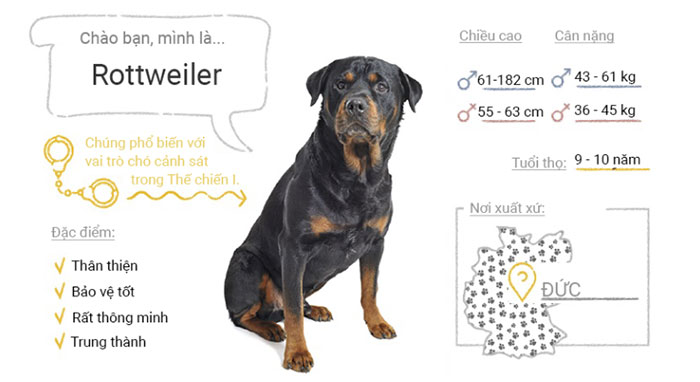 Chó Rottweiler