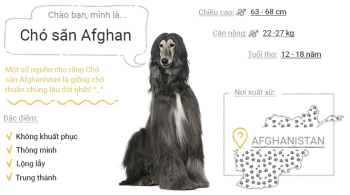 Chó săn Afghan