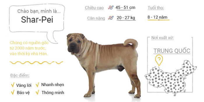 Chó Shar Pei