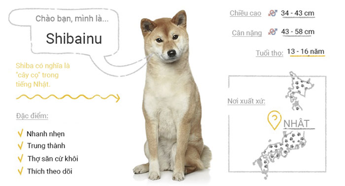 Chó Shibainu