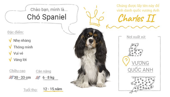 Chó Spaniel