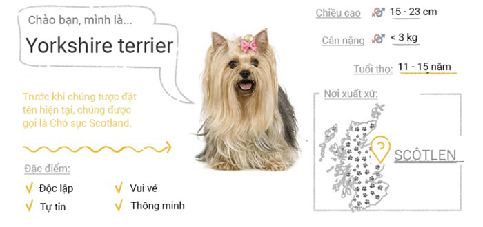 Chó Yorkshire Terrier