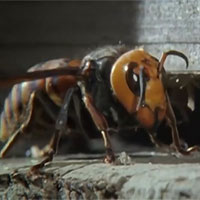 Video: Cái kết đắng của ong bắp cày khổng lồ khi xâm nhập tổ ong mật