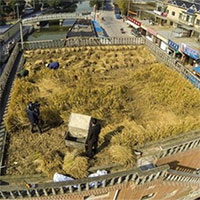 Video: Trải nghiệm trồng lúa, nuôi ong trên mái nhà ở Nhật