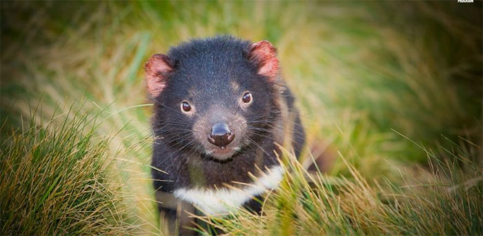Quỷ Tasmania xuất hiện trở lại lục địa Australia sau 3.000 năm