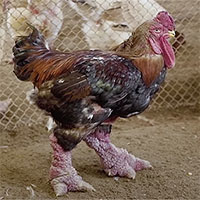 Tại sao gà Đông Tảo lại có giá cao đến 46 triệu đồng/con?