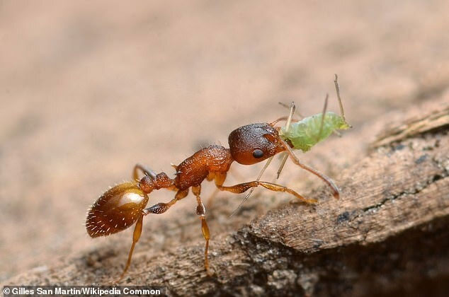 Một con kiến Temnothorax nylanderi.