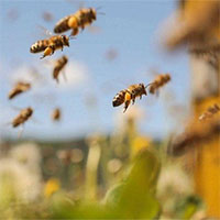 Bí mật thú vị về "bãi yêu" ong mật đực đợi ong chúa đến giao phối