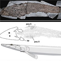 Madagascar có thể là thành trì bí mật của "cá hóa thạch sống"