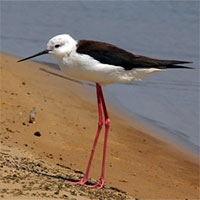 Loài chim kỳ lạ có đôi chân dài như siêu mẫu