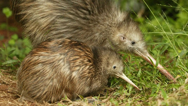 Những sự thật ít người biết về chim kiwi
