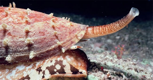 Chỉ một giọt nọc độc có thể giết chết 20 người, đây có lẽ chính là loài ốc nguy hiểm nhất thế giới!