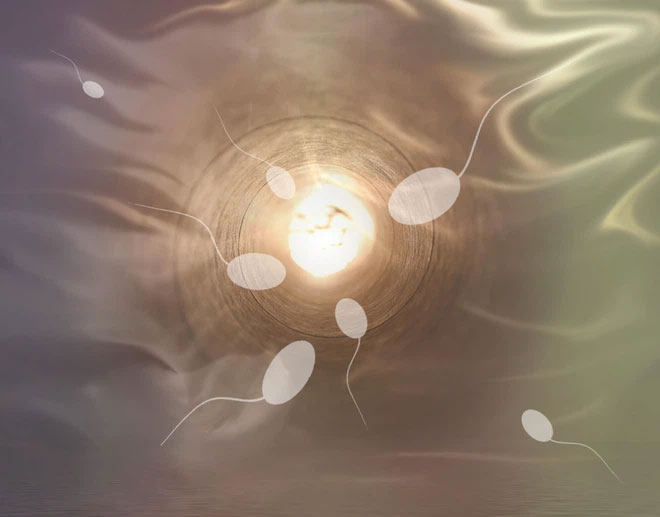 Tinh trùng có thể ảnh hưởng đến phản ứng miễn dịch đó của phụ nữ trong quá trình sinh sản.