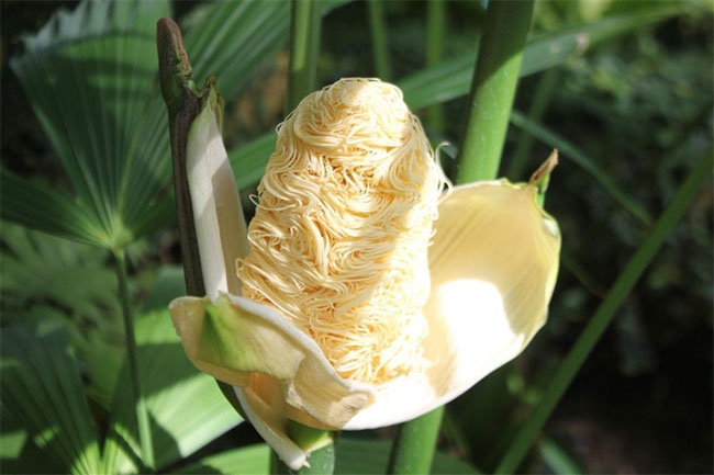Chân tướng loài cây kỳ 