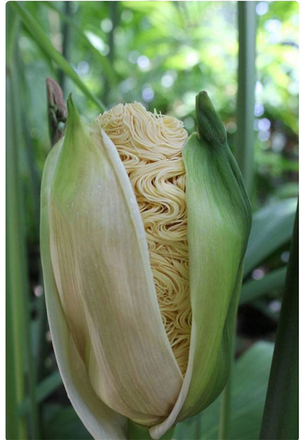 Chân tướng loài cây kỳ 