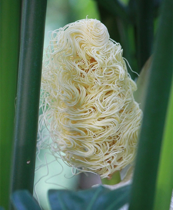 Chân tướng loài cây kỳ 