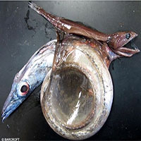 Loài cá Chiasmodon niger: Ác mộng dưới đáy biển sâu