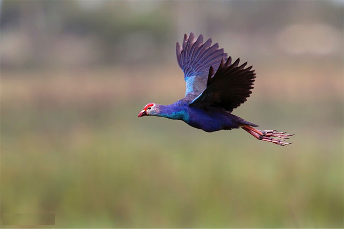 Chim xít có mỏ đỏ.