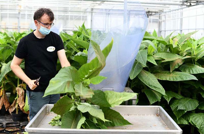 Giới thiệu về trang trại nhân giống côn trùng thiên địch