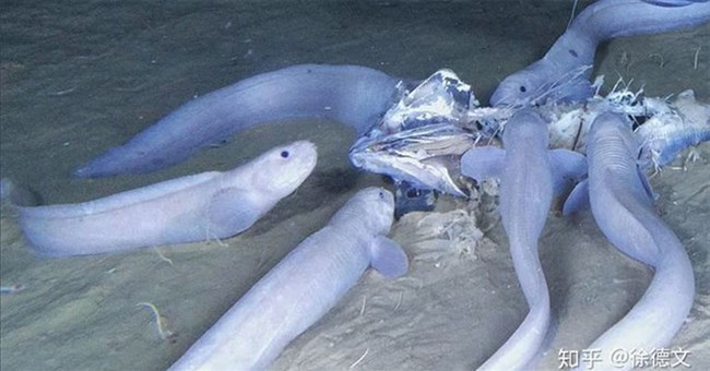 Loài cá mới được tìm thấy ở độ sâu 8km dưới đáy đại dương, cơ thể chúng sẽ tan chảy ngay khi lên mặt biển