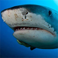 Phát hiện mới cho thấy: Cá mập hổ không hề sợ hãi mỗi khi gặp bão lớn