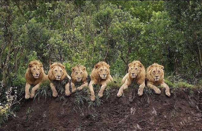 Liên minh sư tử Mapogo là một bầy gồm sáu con sư tử đực thống trị khu vực Sabi Sands