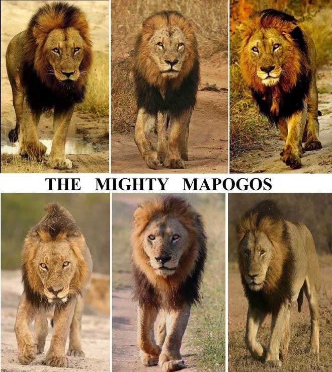 Liên minh sư tử Mapogo