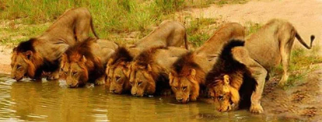 Sư tử là loài động vật họ mèo duy nhất sống theo bầy đàn