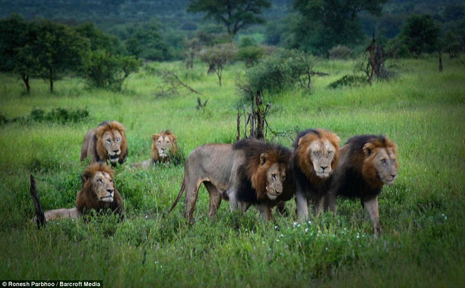Lý do chính để sư tử thành lập liên minh là để bảo vệ lẫn nhau