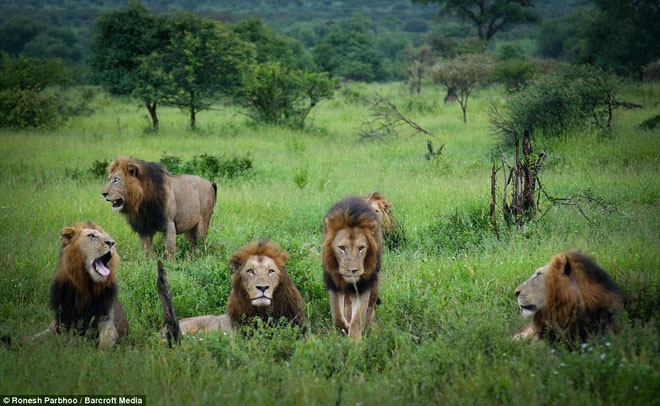 Liên minh sư tử Mapogo có lẽ là liên minh sư tử nổi tiếng nhất trong lịch sử gần đây