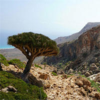 Socotra - "Đảo long huyết" độc nhất của Yemen bị đe dọa