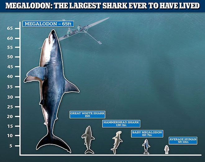 Hình nền cá mập megalodon sẽ khiến người dùng cảm thấy bị thôi miên bởi hình ảnh sống động và đầy sức mạnh của loài vật này.