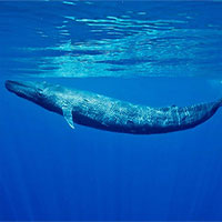 Phát hiện quần thể cá voi xanh lùn mới ở Ấn Độ Dương