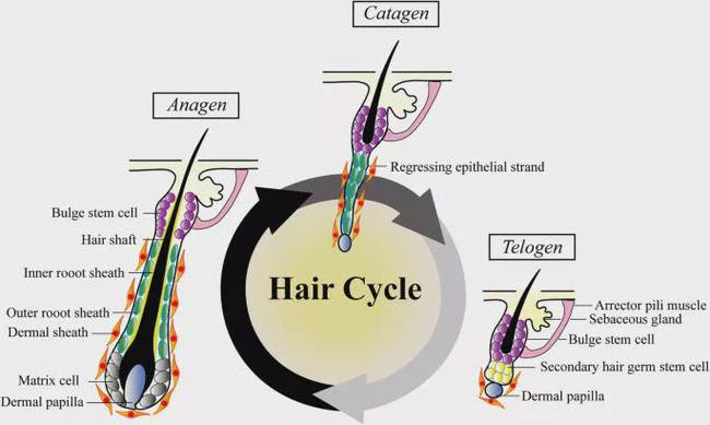 Chu kỳ phát triển của tóc