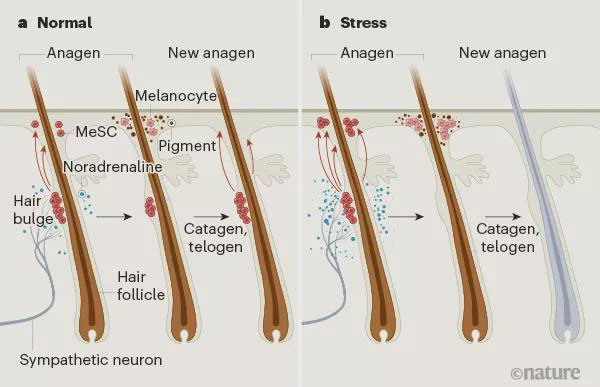 Hoạt động của tế bào gốc melanin trong điều kiện bình thường và căng thẳng.