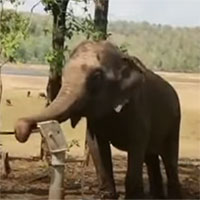 Video: Học lỏm người dân, voi bơm nước từ giếng lên uống