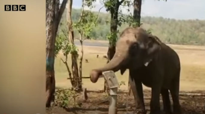 The elephant uses its trunk to grasp the handle of the hand pump to draw water.