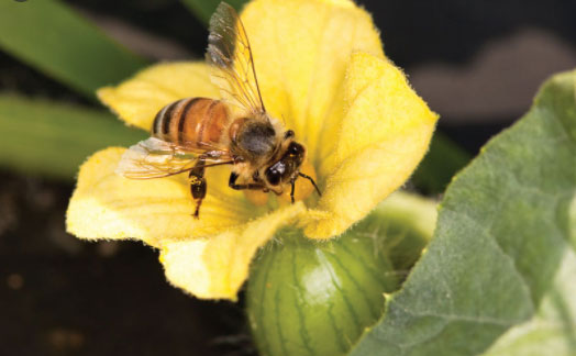Neonicotinoid được ví như "thuốc ngừa thai" cho ong