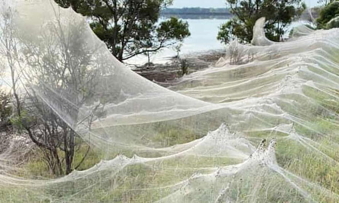 Mạng nhện khổng lồ ở Traralgon, Australia.
