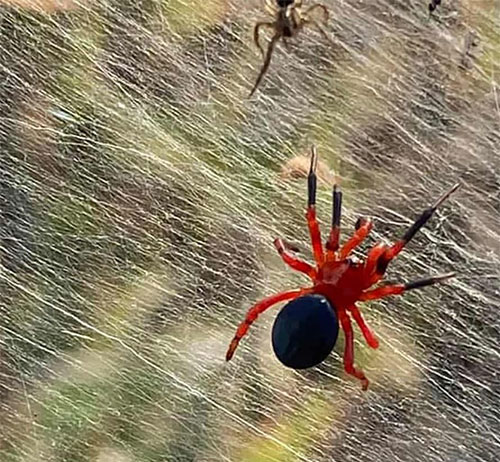 Một cá thể nhện được ghi lại.