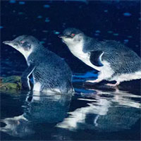 Quỷ Tasmania giết chết hàng nghìn con chim cánh cụt