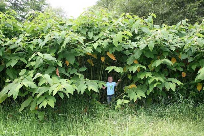 Hòn đảo kì lạ có những loại cây khổng lồ ở Nga