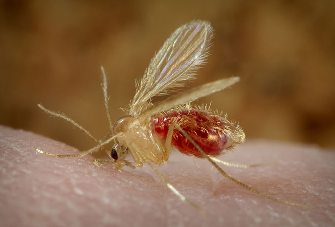 Leishmania sử dụng ruồi cát làm vật trung gian truyền nhiễm.