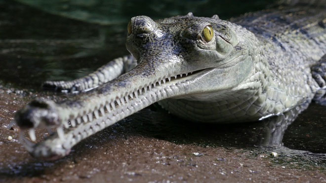 Cá sấu Ấn Độ nổi tiếng với hình dáng kỳ dị.