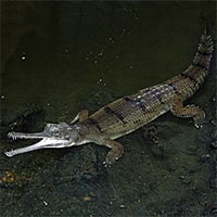 Chuyện về loài cá sấu khổng lồ siêu hiếm nổi tiếng... nhút nhát